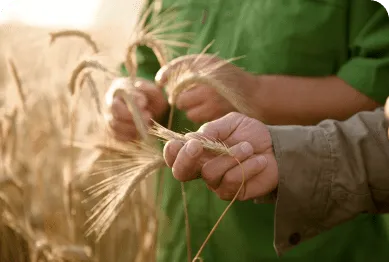 main dans un champ de blé